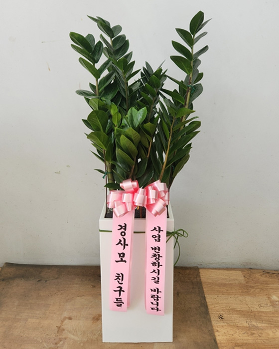 ST-D569