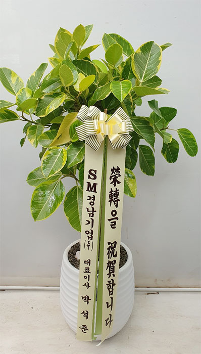 ST-D707