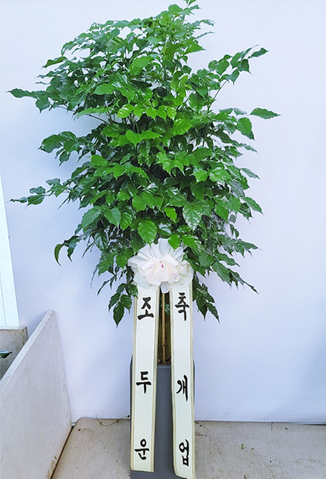 ST-D499