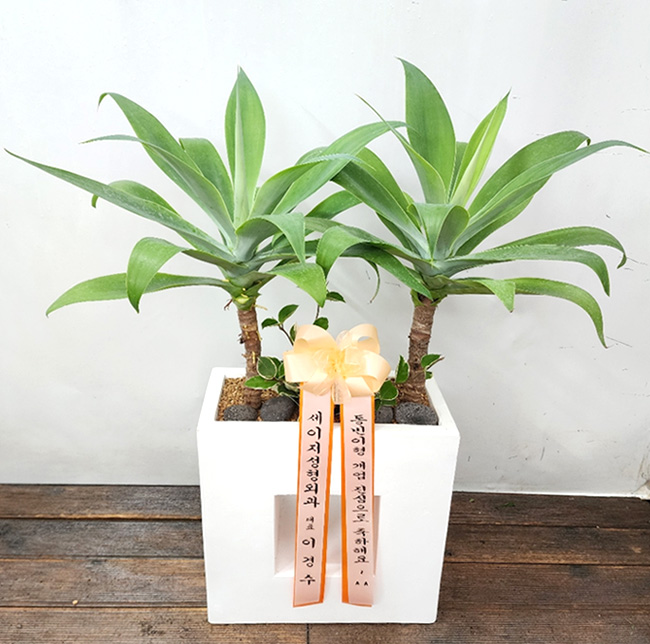 ST-D535