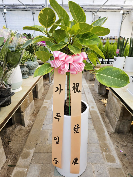 ST-D705