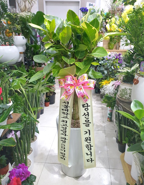 ST-D575