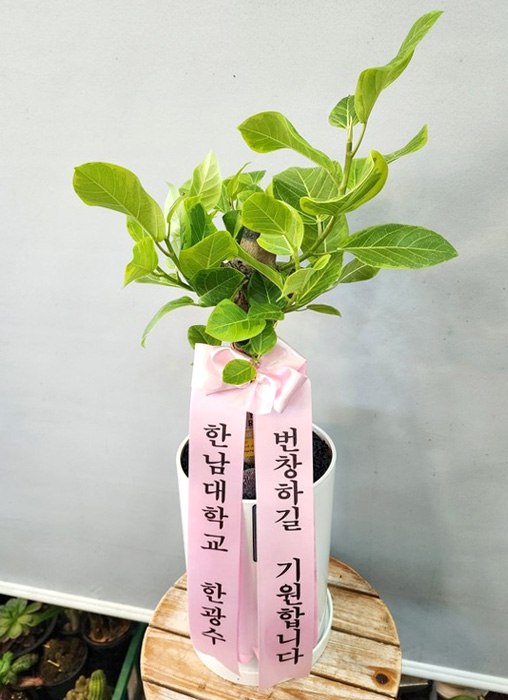 ST-D740