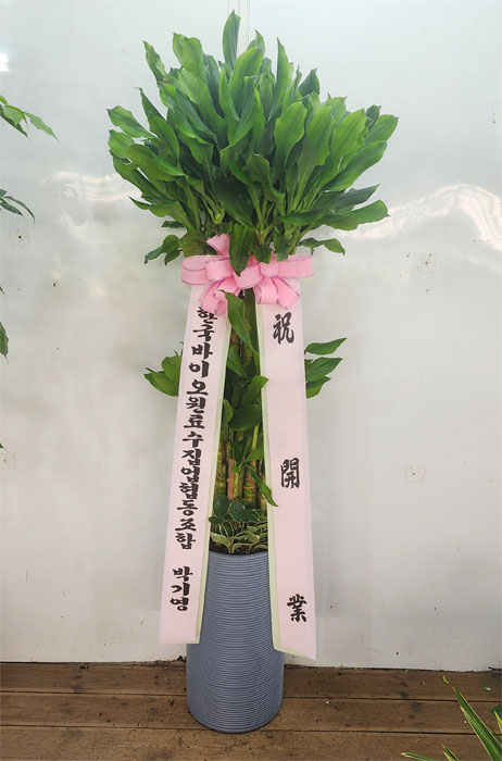 ST-D684