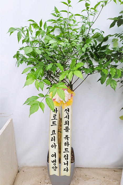 ST-D756