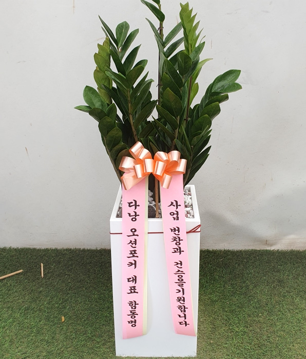 ST-D569