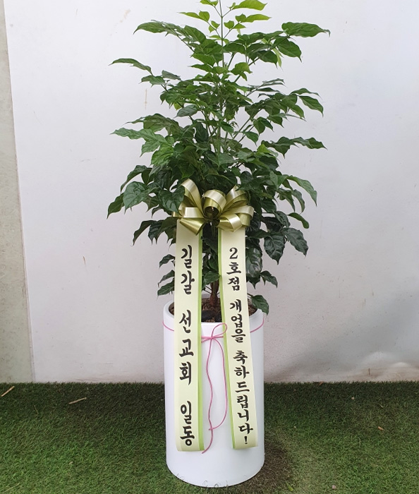ST-D653