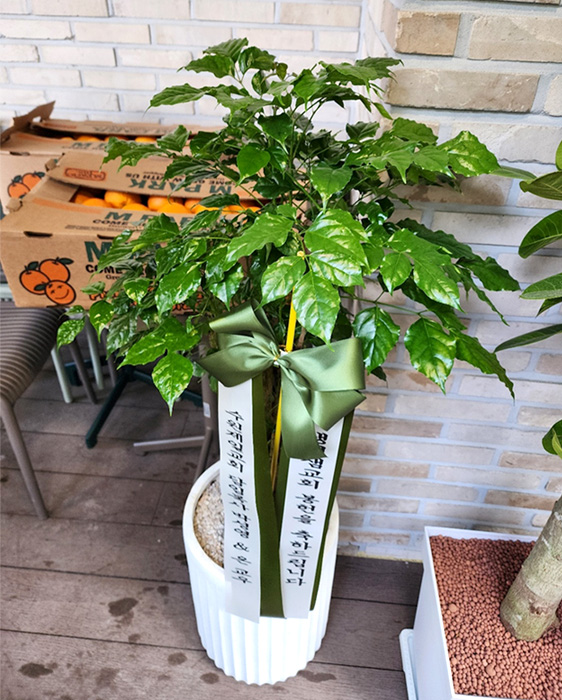 ST-D571