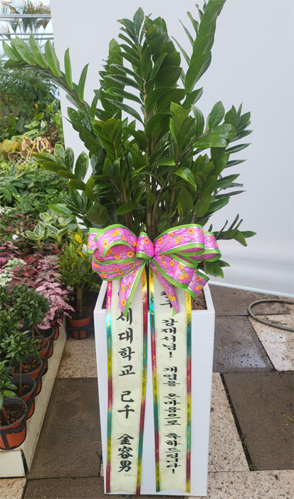 ST-D569
