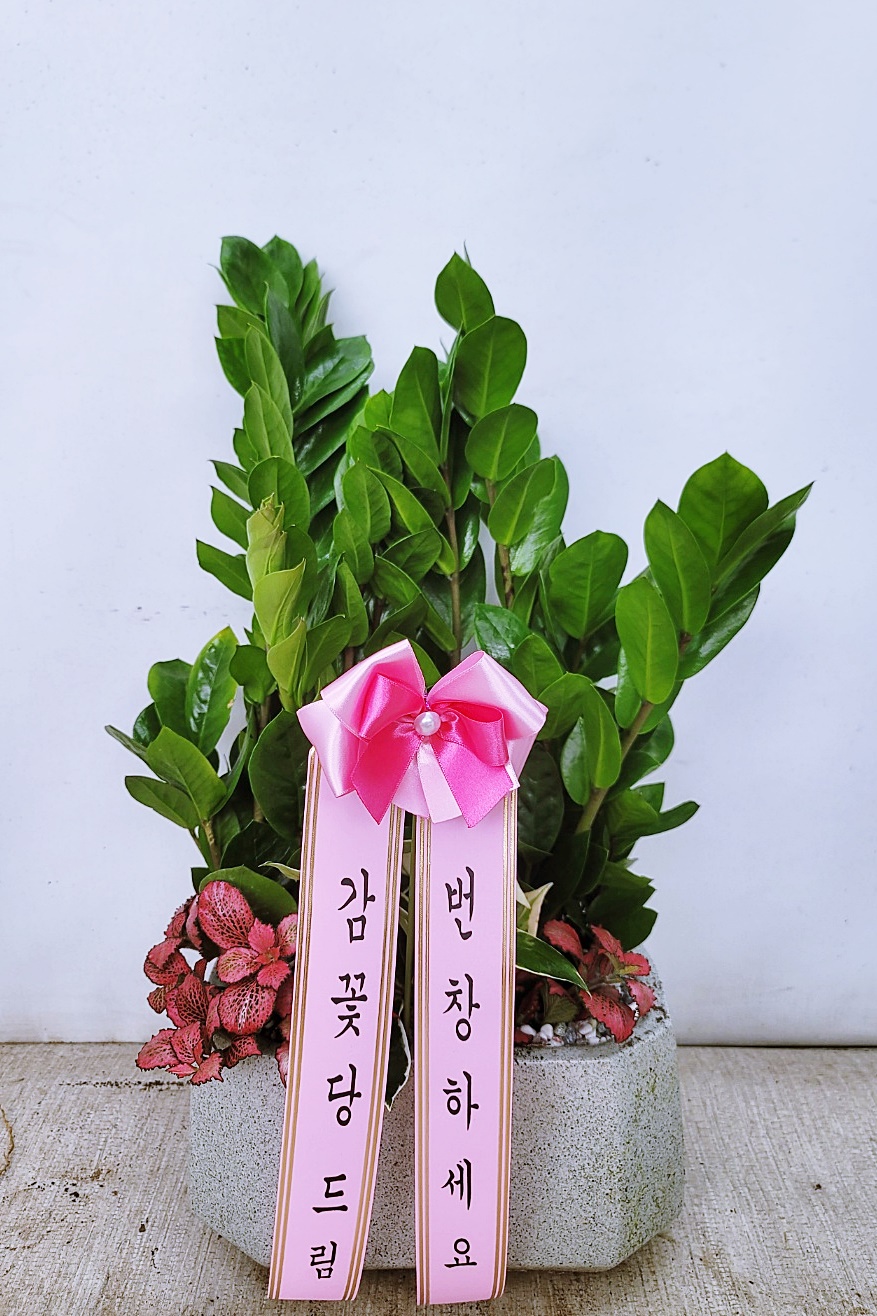 ST-D437