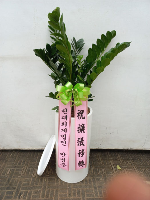 ST-D569