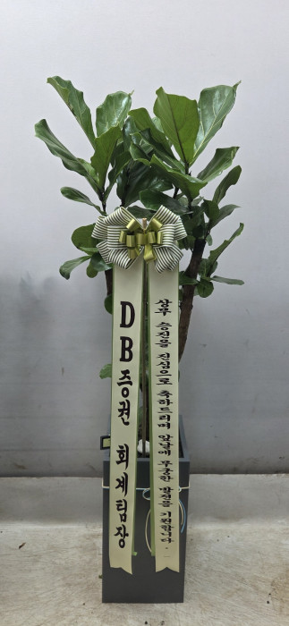 ST-D563