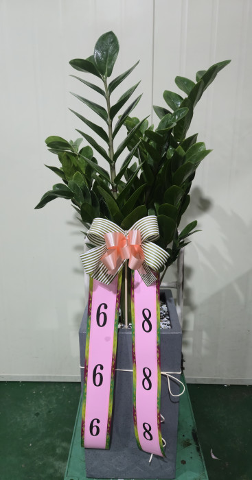 ST-D569