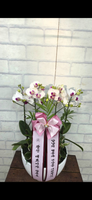 ST-H531
