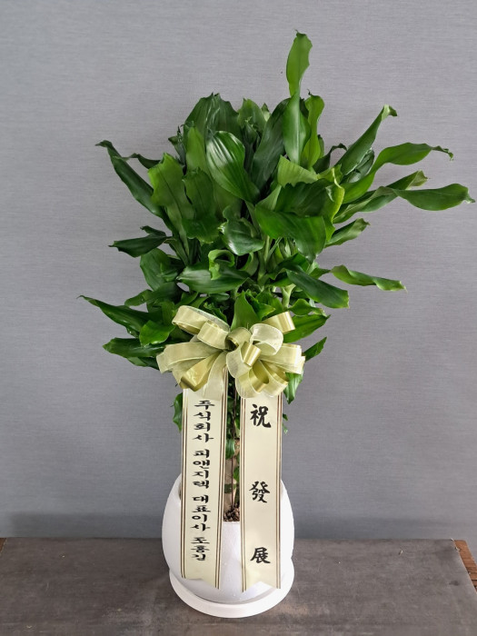 ST-D800